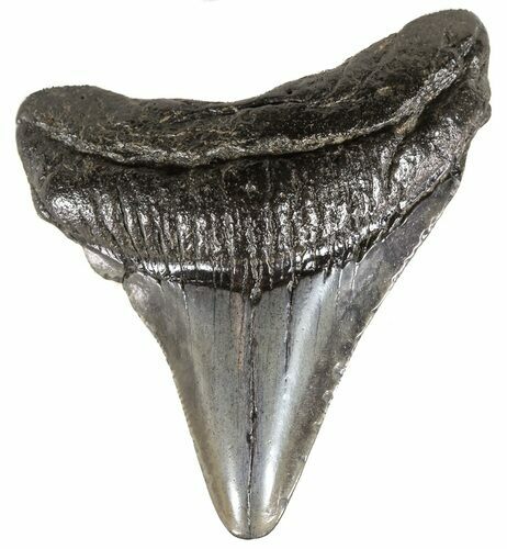 Juvenile Megalodon Tooth - South Carolina #54132